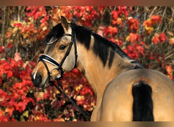 Duitse rijpony, Merrie, 5 Jaar, 153 cm, Donkere-vos