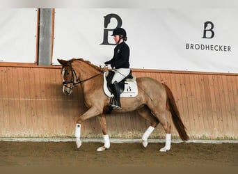 Duitse rijpony, Merrie, 5 Jaar, 153 cm, Vos
