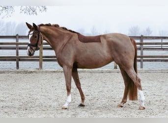 Duitse rijpony, Merrie, 5 Jaar, 153 cm, Vos