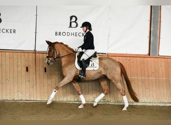 Duitse rijpony, Merrie, 5 Jaar, 153 cm, Vos
