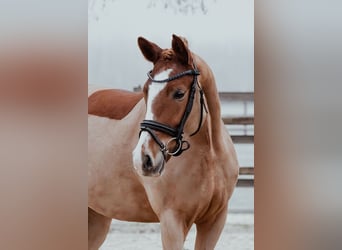 Duitse rijpony, Merrie, 5 Jaar, 153 cm, Vos