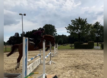 Duitse rijpony, Merrie, 5 Jaar, 153 cm, Vos