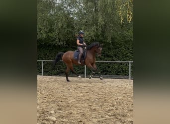 Duitse rijpony, Merrie, 5 Jaar, 154 cm, Bruin