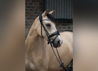 Duitse rijpony, Merrie, 5 Jaar, 154 cm, Falbe