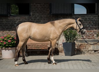 Duitse rijpony, Merrie, 5 Jaar, 154 cm, Falbe