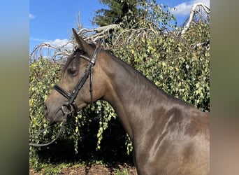 Duitse rijpony, Merrie, 5 Jaar, 154 cm, Falbe