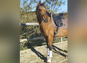 Duitse rijpony, Merrie, 5 Jaar, 155 cm, Falbe