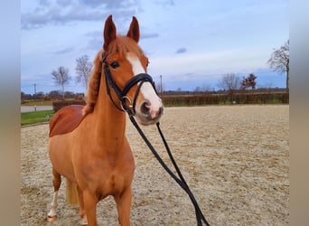 Duitse rijpony, Merrie, 5 Jaar, 156 cm, Vos