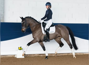 Duitse rijpony, Merrie, 5 Jaar, 158 cm, Donkerbruin