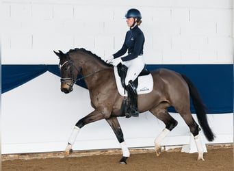 Duitse rijpony, Merrie, 5 Jaar, 158 cm, Donkerbruin