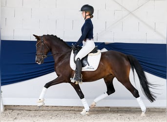 Duitse rijpony, Merrie, 5 Jaar, Bruin