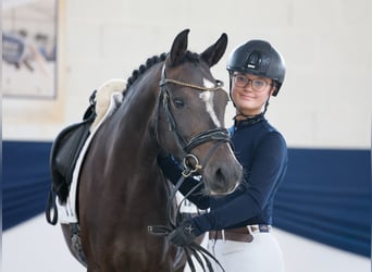 Duitse rijpony, Merrie, 5 Jaar, Bruin