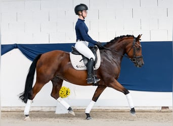 Duitse rijpony, Merrie, 5 Jaar, Bruin