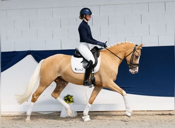 Duitse rijpony, Merrie, 5 Jaar, Palomino