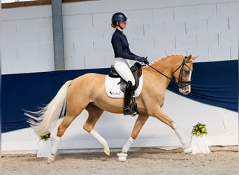 Duitse rijpony, Merrie, 5 Jaar, Palomino