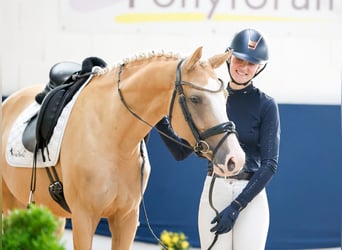 Duitse rijpony, Merrie, 5 Jaar, Palomino