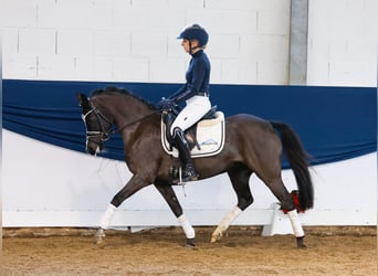 Duitse rijpony, Merrie, 6 Jaar, 133 cm, Zwart