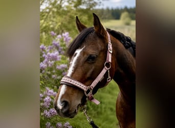 Duitse rijpony, Merrie, 6 Jaar, 138 cm, Bruin