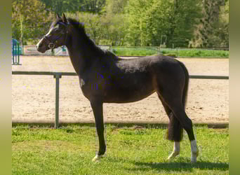 Duitse rijpony, Merrie, 6 Jaar, 138 cm, Donkerbruin