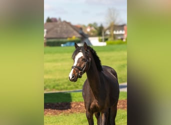 Duitse rijpony, Merrie, 6 Jaar, 138 cm, Donkerbruin