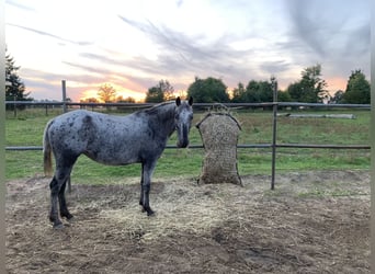 Duitse rijpony Mix, Merrie, 6 Jaar, 138 cm, Gevlekt-paard