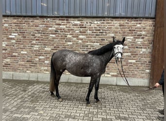 Duitse rijpony, Merrie, 6 Jaar, 140 cm, Appelschimmel