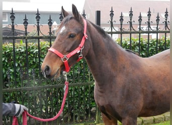 Duitse rijpony, Merrie, 6 Jaar, 141 cm