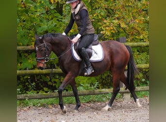 Duitse rijpony, Merrie, 6 Jaar, 141 cm