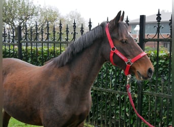 Duitse rijpony, Merrie, 6 Jaar, 141 cm