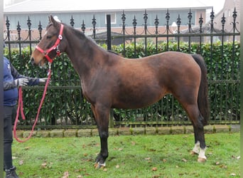 Duitse rijpony, Merrie, 6 Jaar, 141 cm