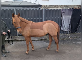 Duitse rijpony, Merrie, 6 Jaar, 141 cm, Vos