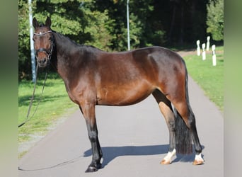 Duitse rijpony, Merrie, 6 Jaar, 142 cm, Donkerbruin