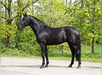 Duitse rijpony, Merrie, 6 Jaar, 142 cm, Zwartbruin