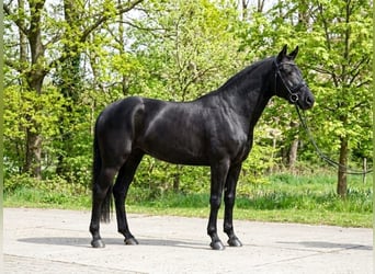 Duitse rijpony, Merrie, 6 Jaar, 142 cm, Zwartbruin