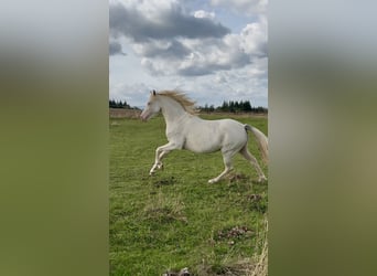 Duitse rijpony, Merrie, 6 Jaar, 143 cm, Cremello