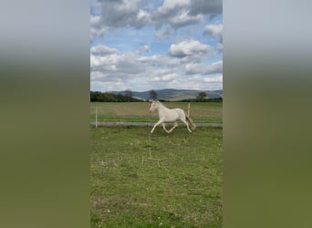 Duitse rijpony, Merrie, 6 Jaar, 143 cm, Cremello