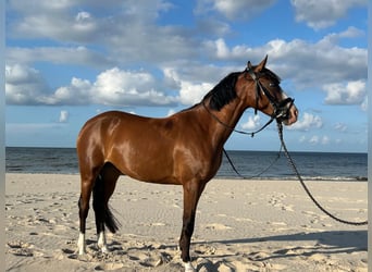Duitse rijpony, Merrie, 6 Jaar, 144 cm, Donkerbruin