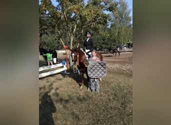 Duitse rijpony, Merrie, 6 Jaar, 144 cm, Donkere-vos