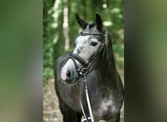 Duitse rijpony, Merrie, 6 Jaar, 144 cm, Schimmel