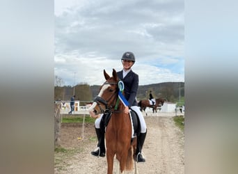 Duitse rijpony, Merrie, 6 Jaar, 144 cm, Vos