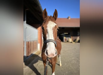 Duitse rijpony, Merrie, 6 Jaar, 144 cm, Vos