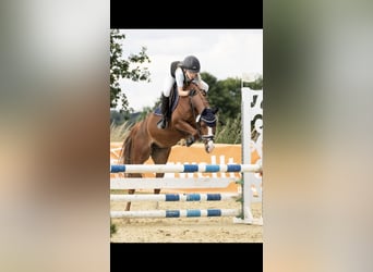 Duitse rijpony, Merrie, 6 Jaar, 144 cm, Vos