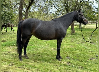 Duitse rijpony, Merrie, 6 Jaar, 145 cm, Bruin