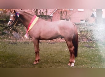 Duitse rijpony, Merrie, 6 Jaar, 145 cm, Bruin