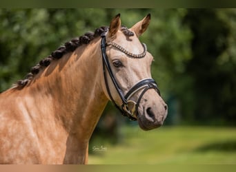 Duitse rijpony, Merrie, 6 Jaar, 145 cm, Buckskin