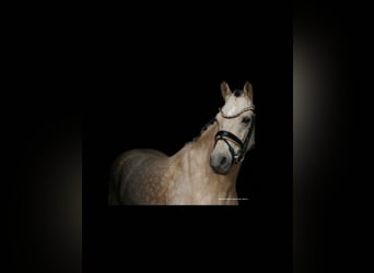 Duitse rijpony, Merrie, 6 Jaar, 145 cm, Buckskin
