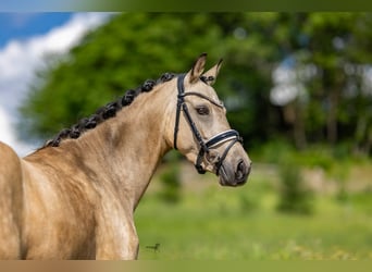 Duitse rijpony, Merrie, 6 Jaar, 145 cm, Buckskin