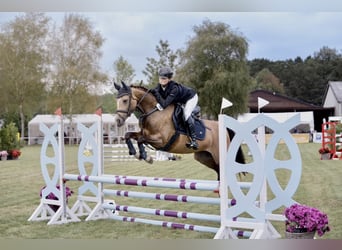 Duitse rijpony, Merrie, 6 Jaar, 145 cm, Buckskin