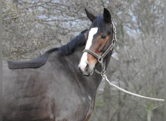 Duitse rijpony, Merrie, 6 Jaar, 145 cm, Donkerbruin