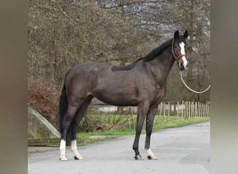 Duitse rijpony, Merrie, 6 Jaar, 145 cm, Donkerbruin